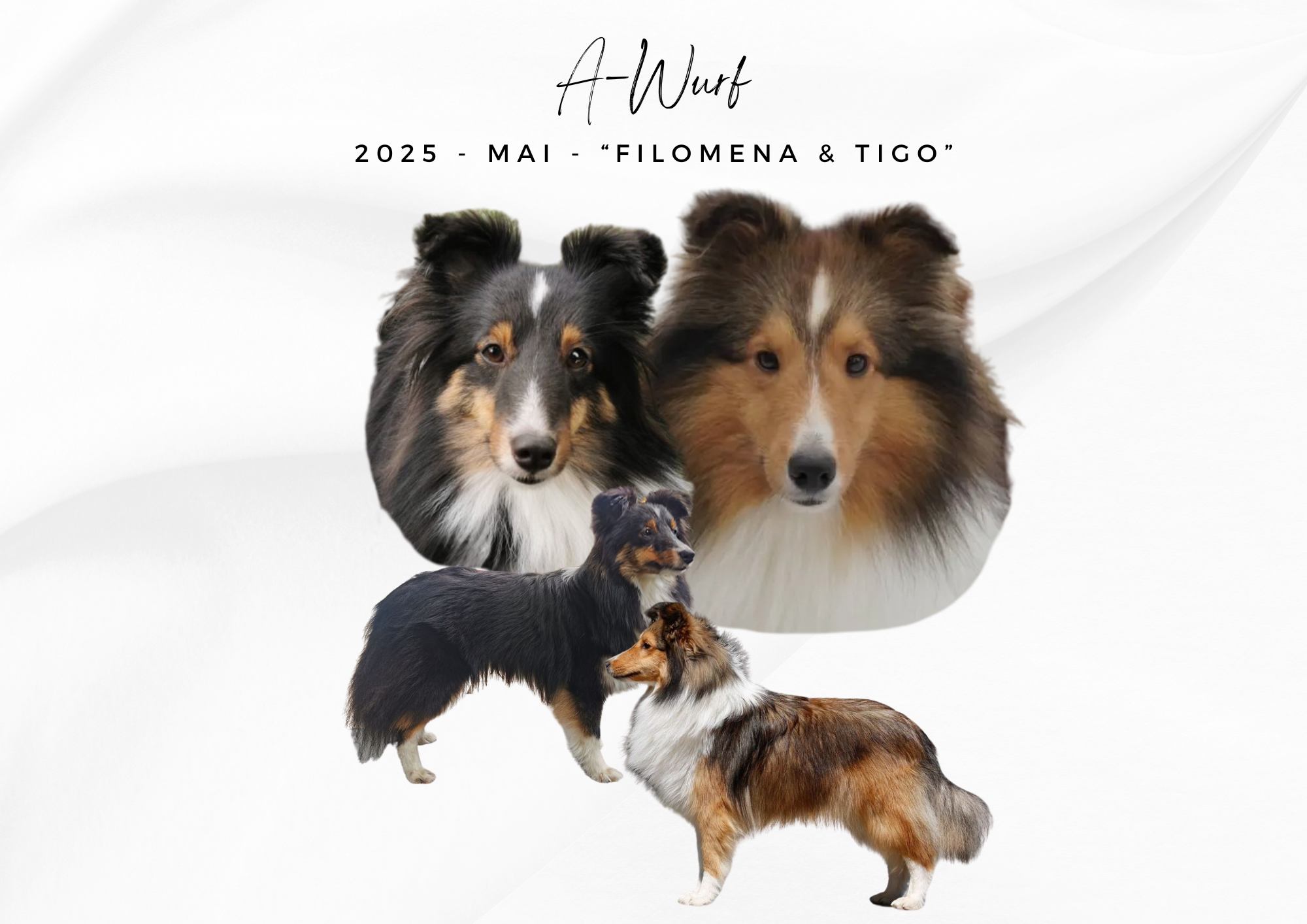 A – WURF – SHELTIE