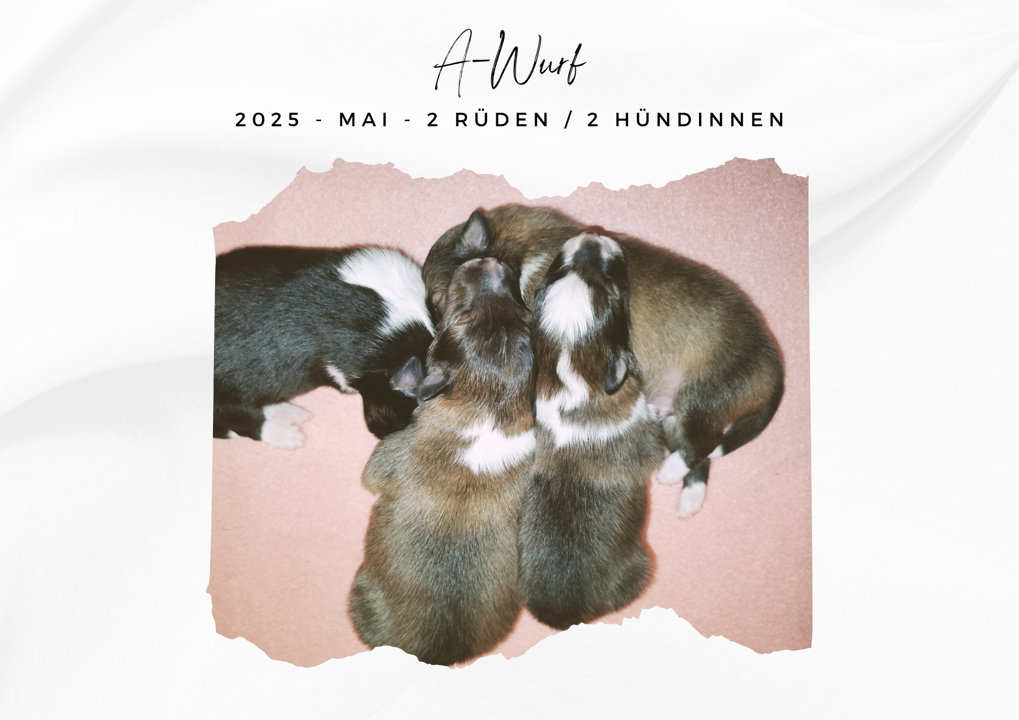 A – WURF – SHELTIE – Welpen