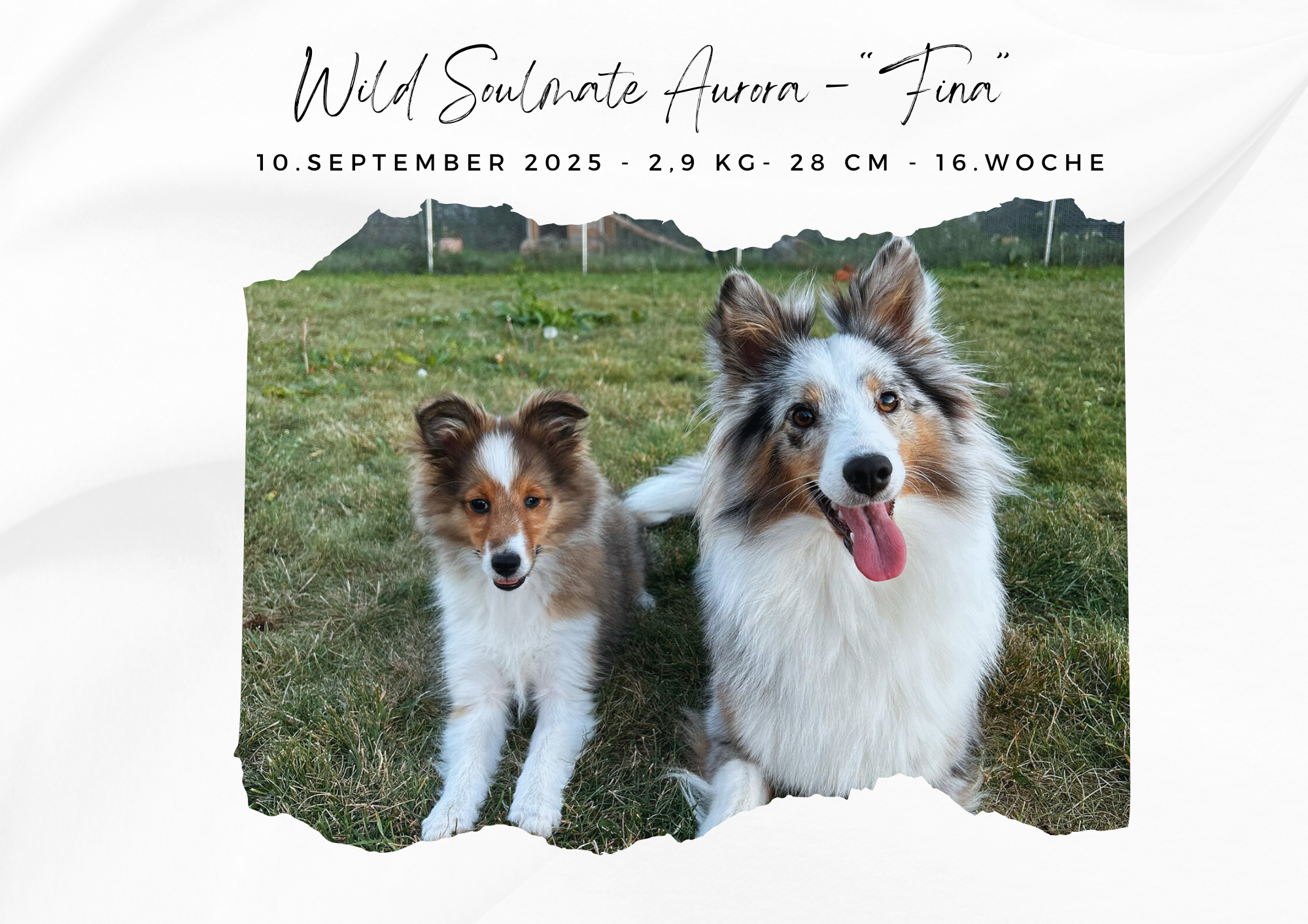 Wild Soulmate Aurora – „Fina“