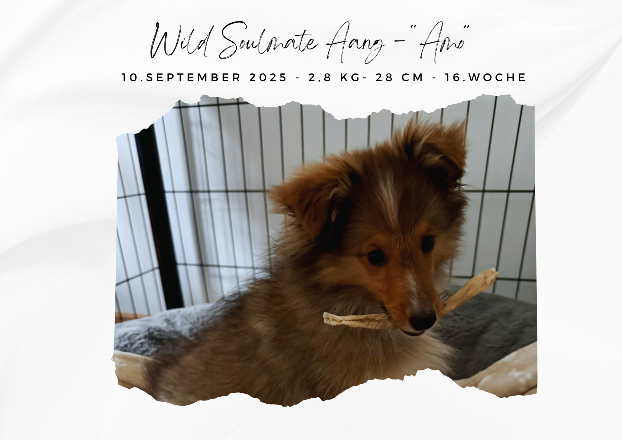 Wild Soulmate Aang – „Amo“