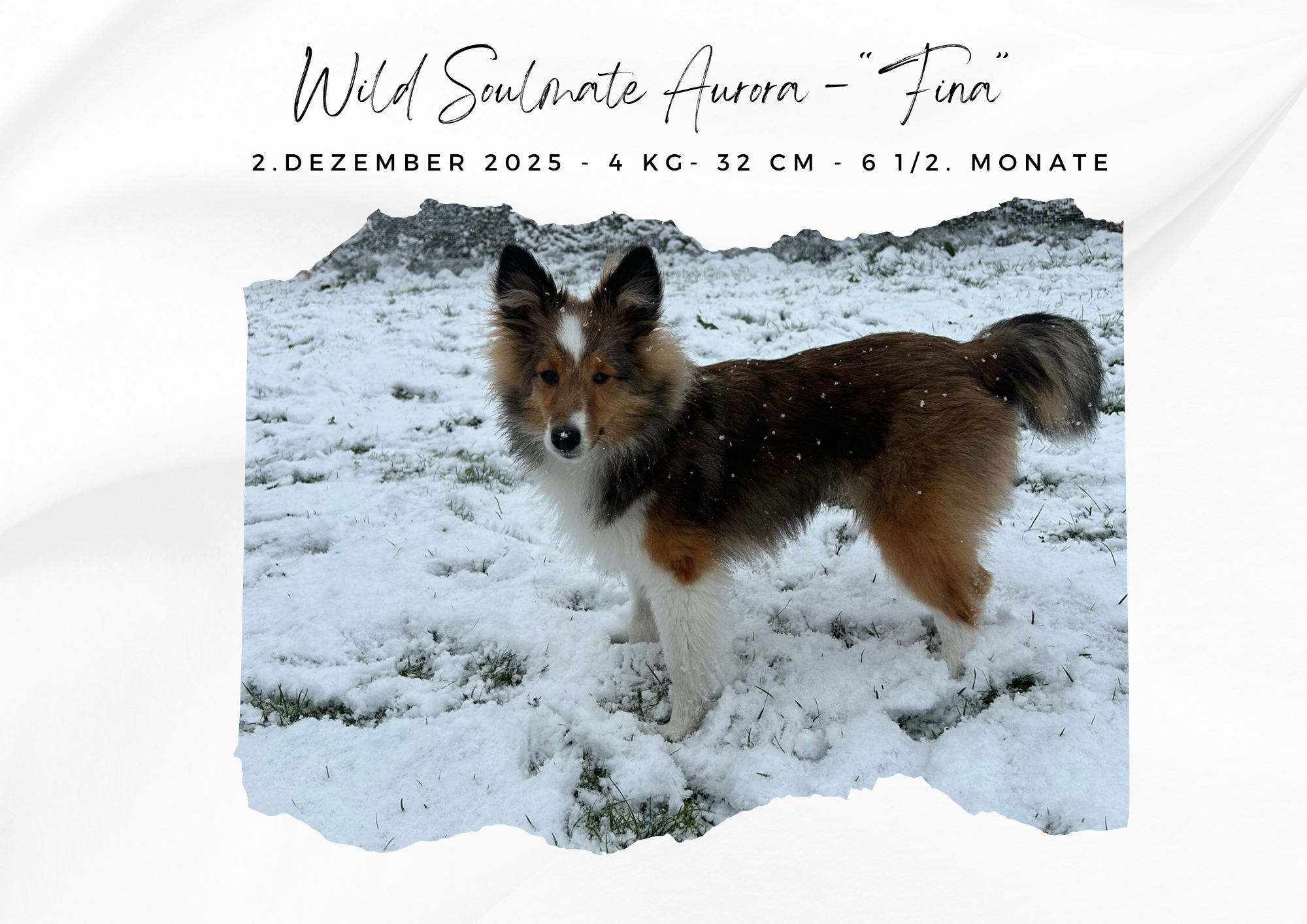 Wild Soulmate Aurora – „Fina“