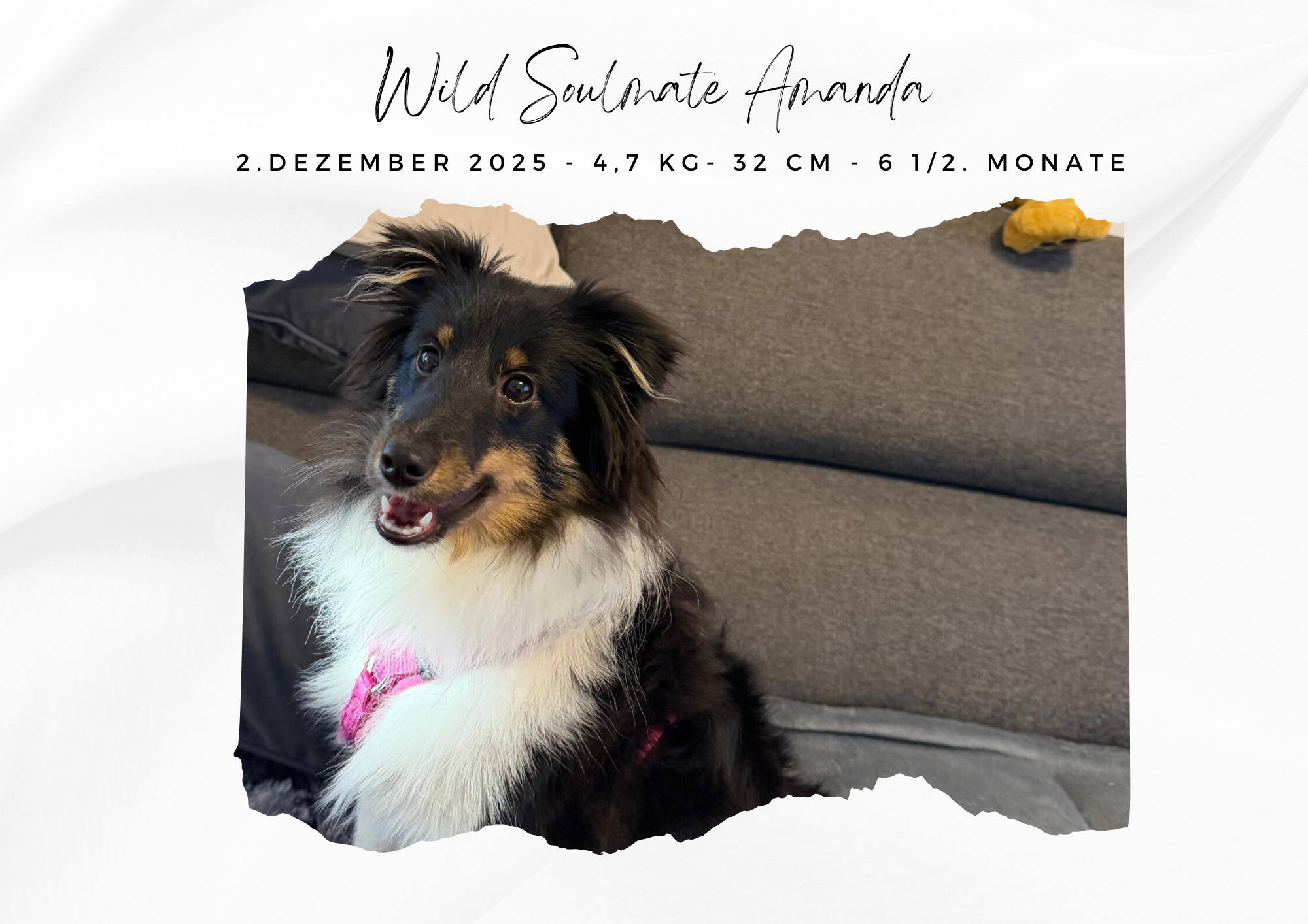 Wild Soulmate Amanda