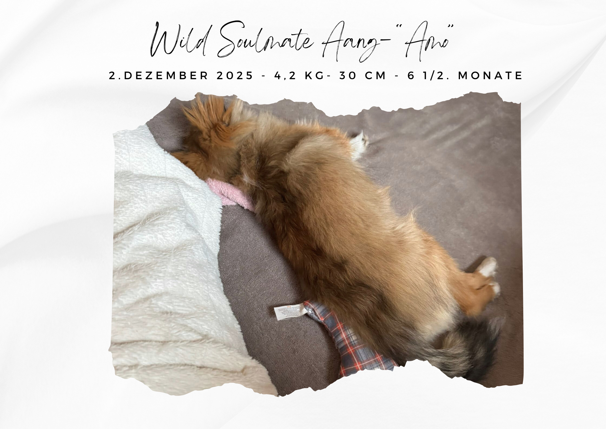 Wild Soulmate Aang – „Amo“