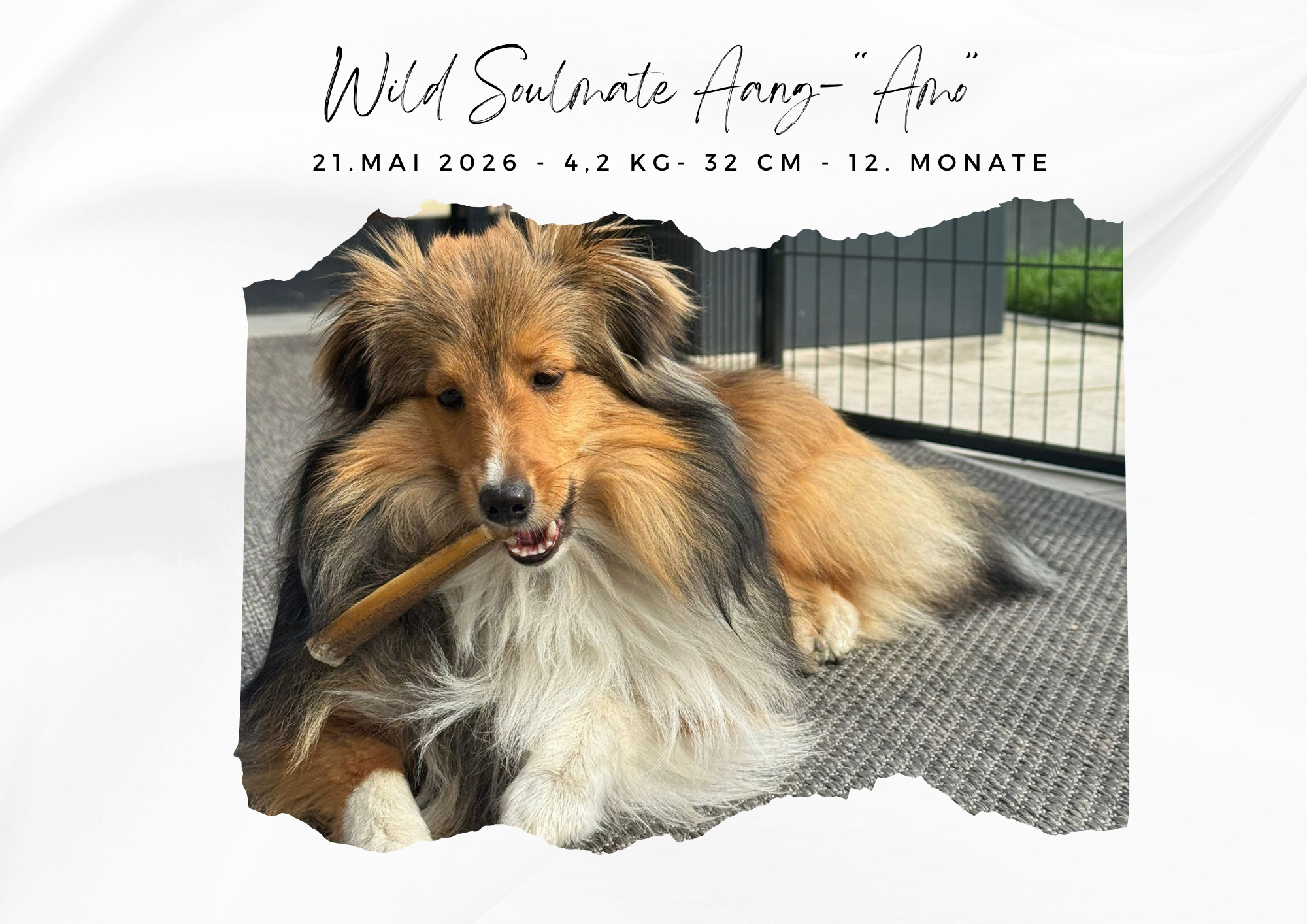 Wild Soulmate Aang – „Amo“
