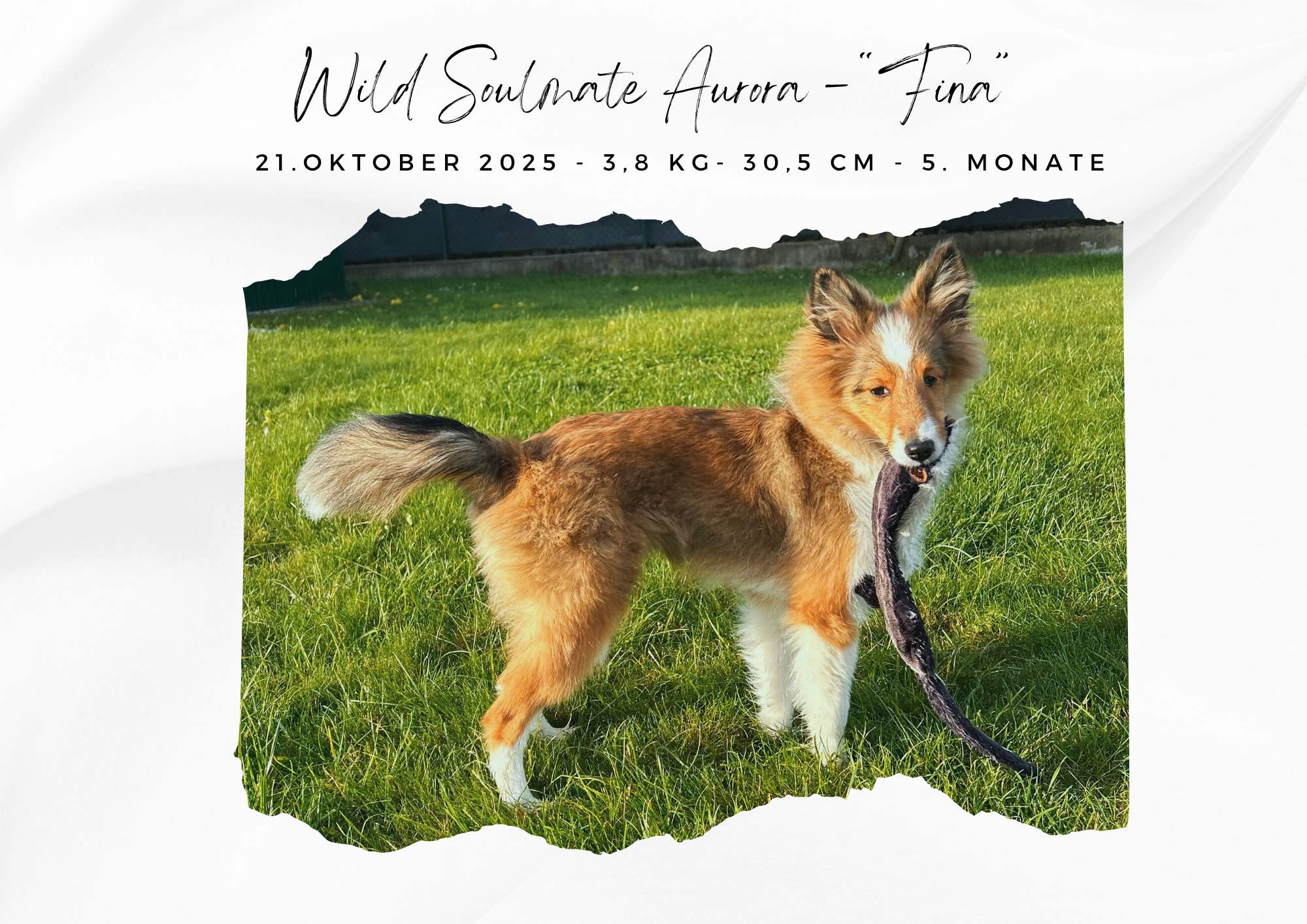 Wild Soulmate Aurora – „Fina“