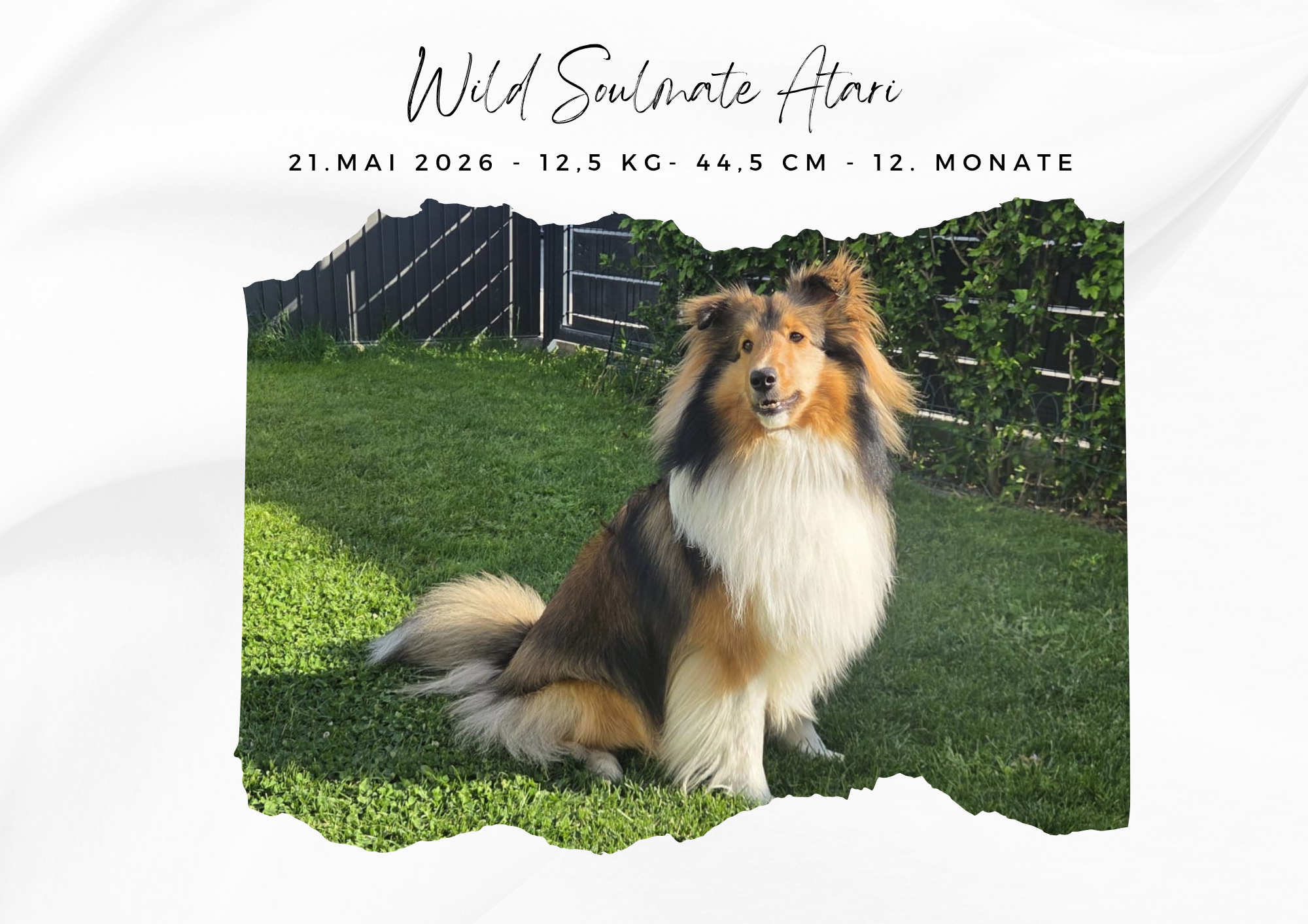 Wild Soulmate Atari