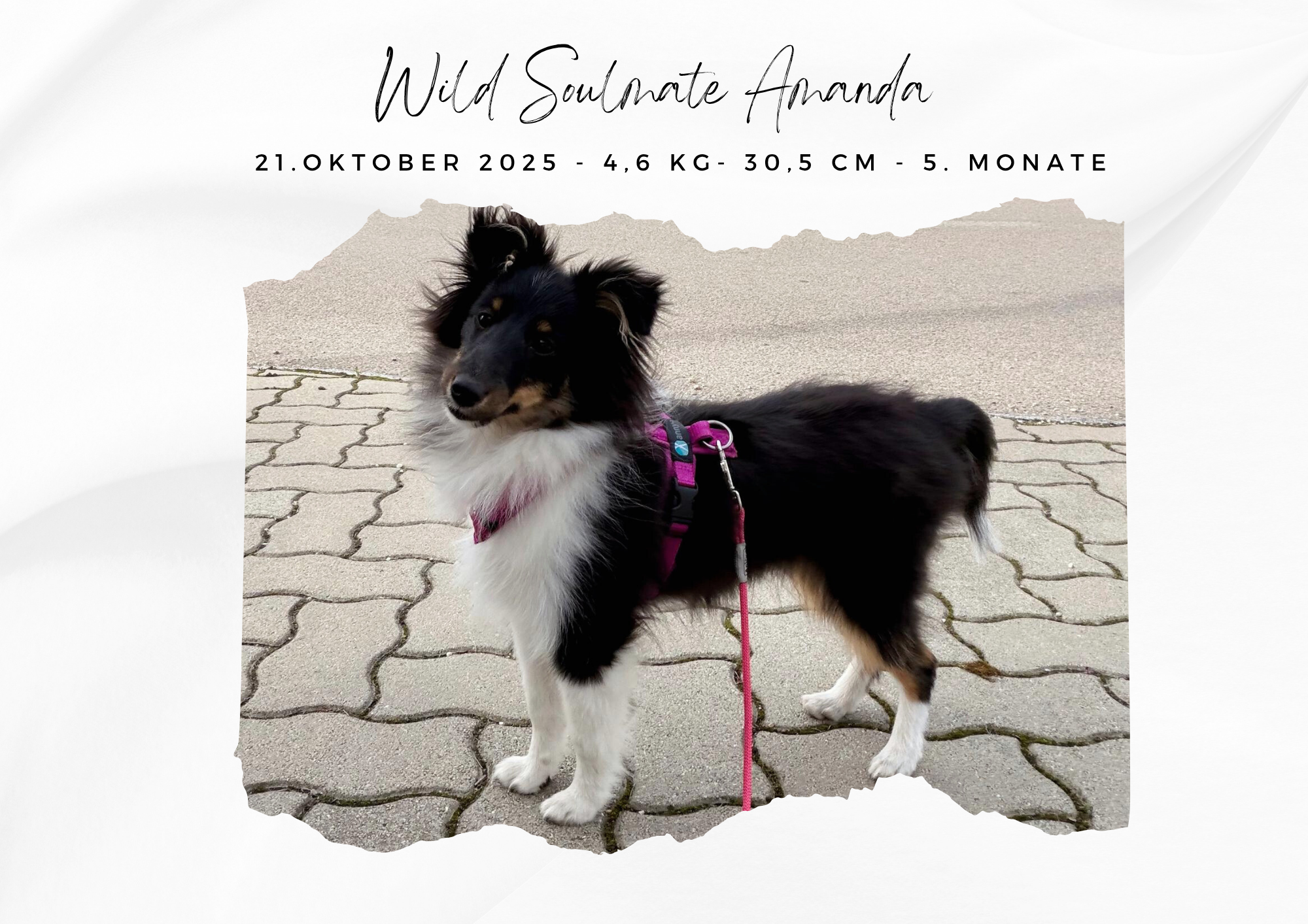 Wild Soulmate Amanda