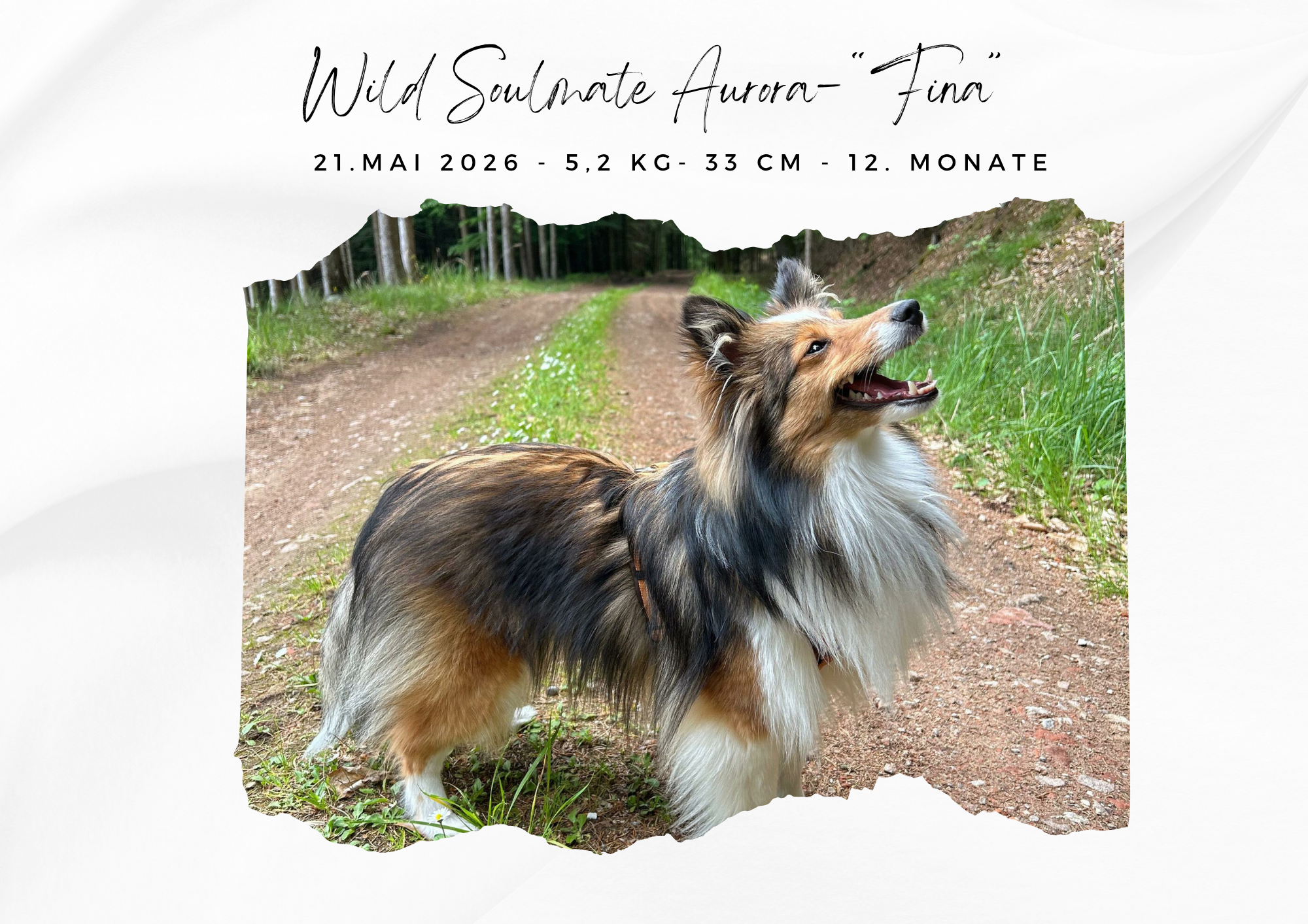 Wild Soulmate Aurora – „Fina“