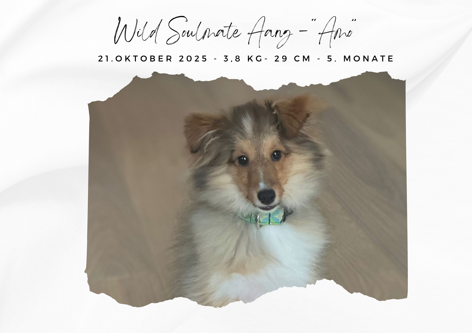 Wild Soulmate Aang – „Amo“