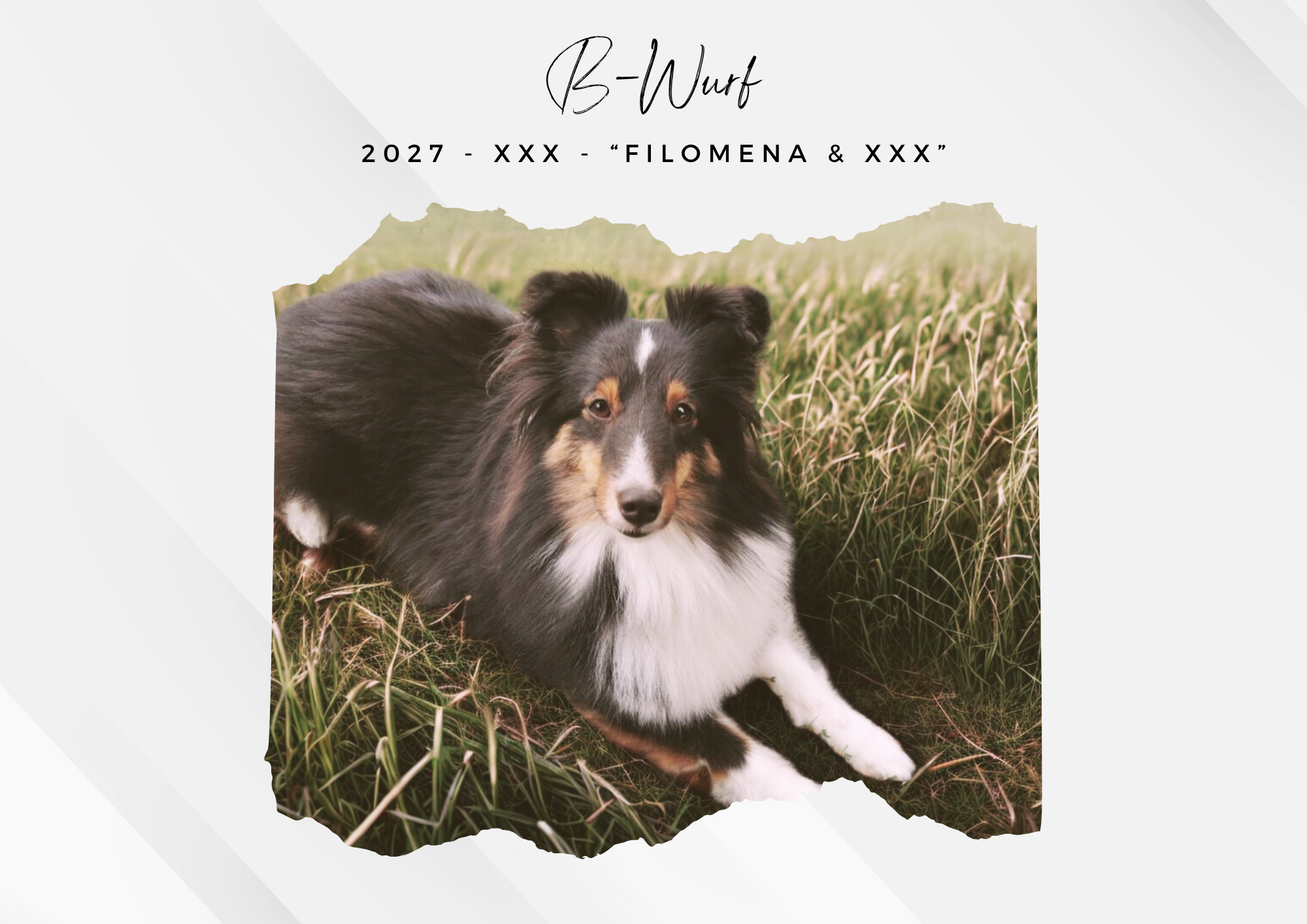 B – WURF – SHELTIE – Planung
