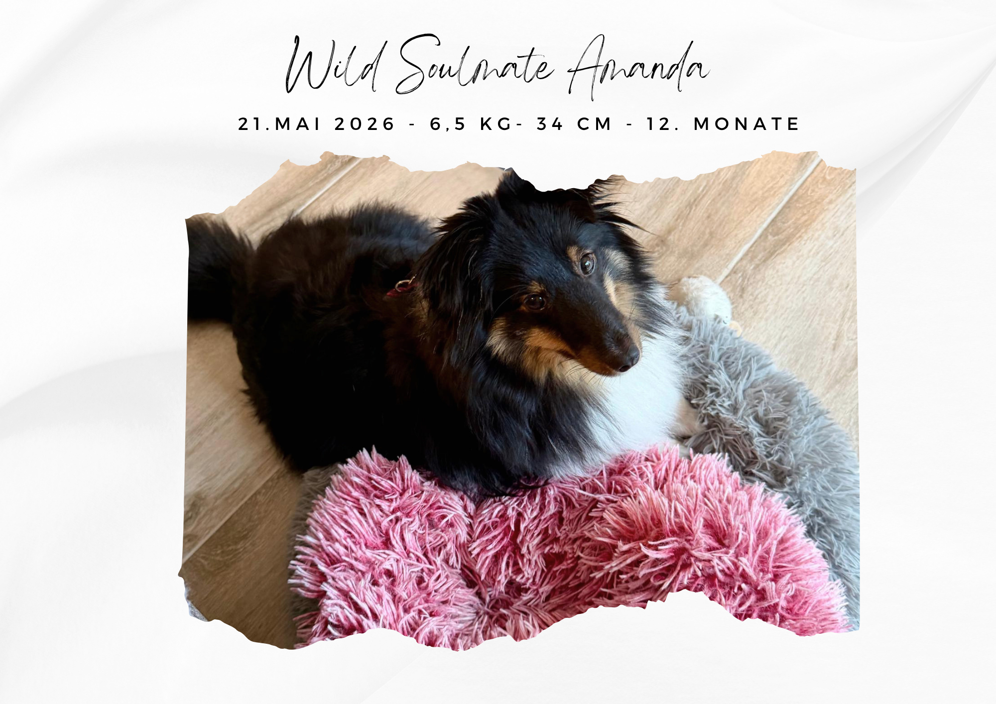 Wild Soulmate Amanda